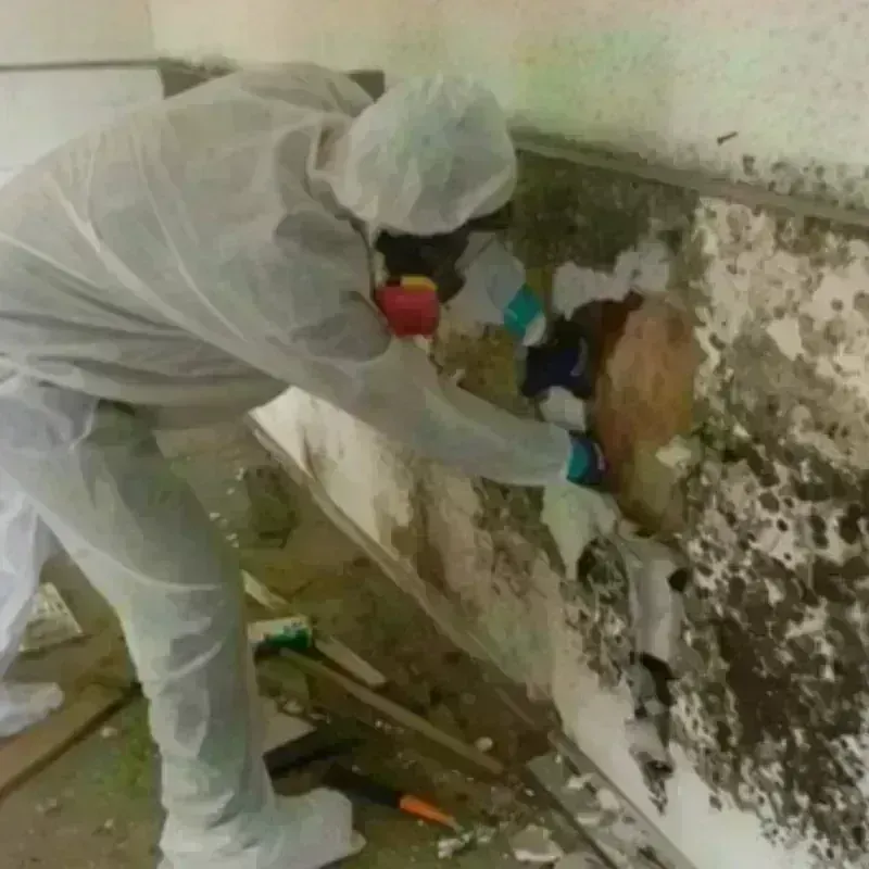 Mold Remediation and Removal in Tecumseh, NE